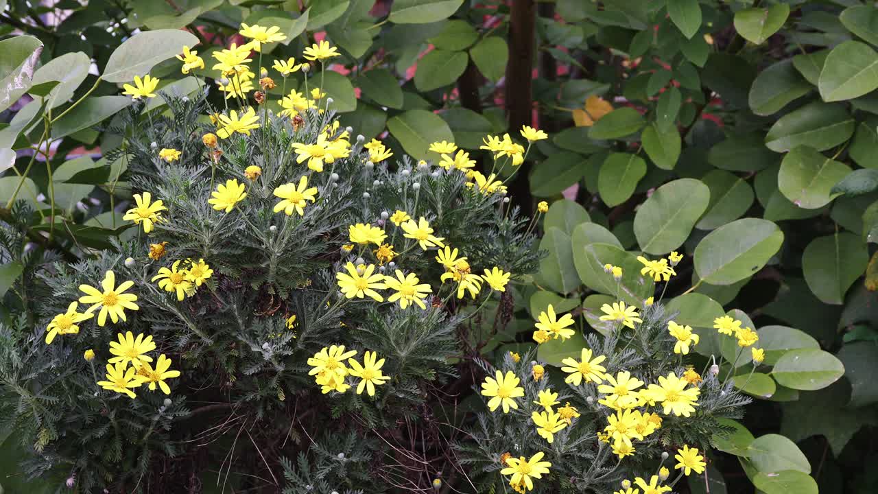 A vibrant display of yellow daisy-like flowers with lush green foliage in a garden setting