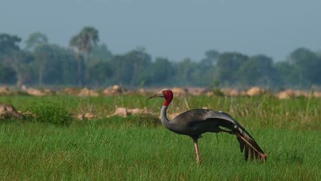 eastern sarus crane, antigone antigone sharpii