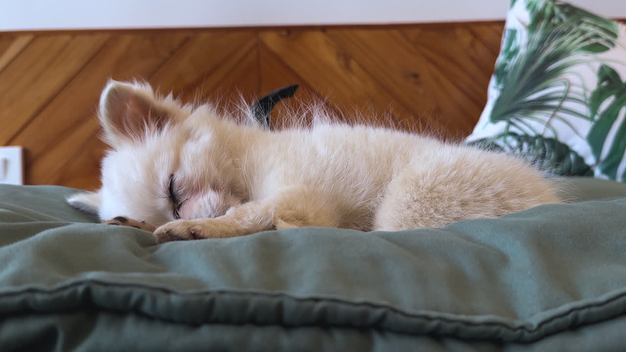 Beautiful footage of a red hair kitten, while sleeping in a comforable green olive pillow with other pillows around and wood walls