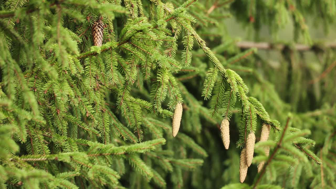 콘과 함께 흔들리는 침엽수 나무 잎. 확대