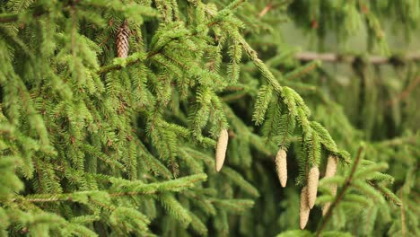 swaying conifer tree foliage with cones. close up