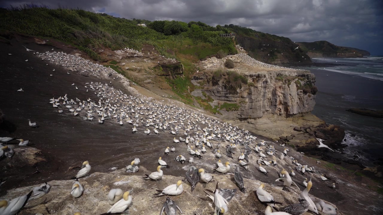 Vidvinkelbillede af hundredvis af suler (Morus serrator) i en koloni på klipperne ved Muriwai, New Zealand