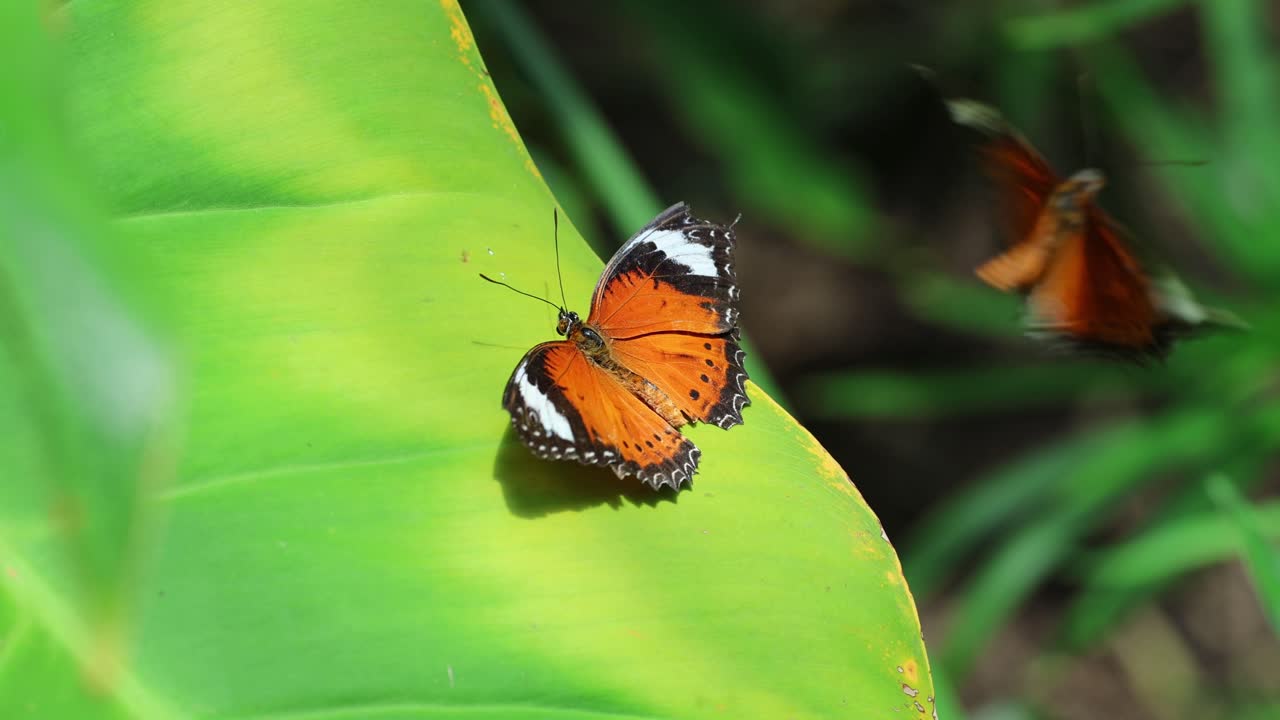la mariposa aterriza, descansa y despega de la hoja.