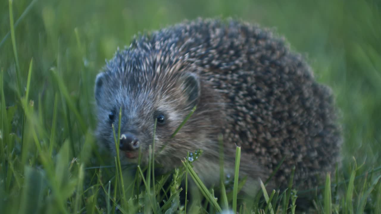 Europäischer Igel in der Abenddämmerung auf Insektenjagd