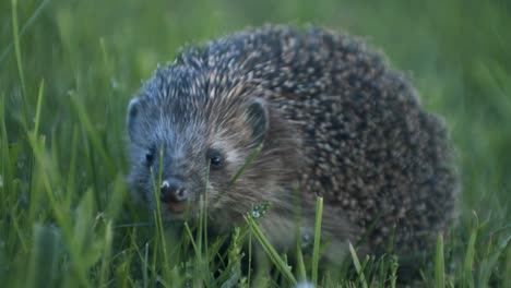 Europäischer-Igel-Ging-In-Der-Abenddämmerung-Auf-Wanzenjagd