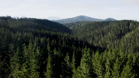 Wiederaufforstung-Mit-Ausgewachsenem-Kiefernwald-Auf-Sanften-Hügeln,-Antenne