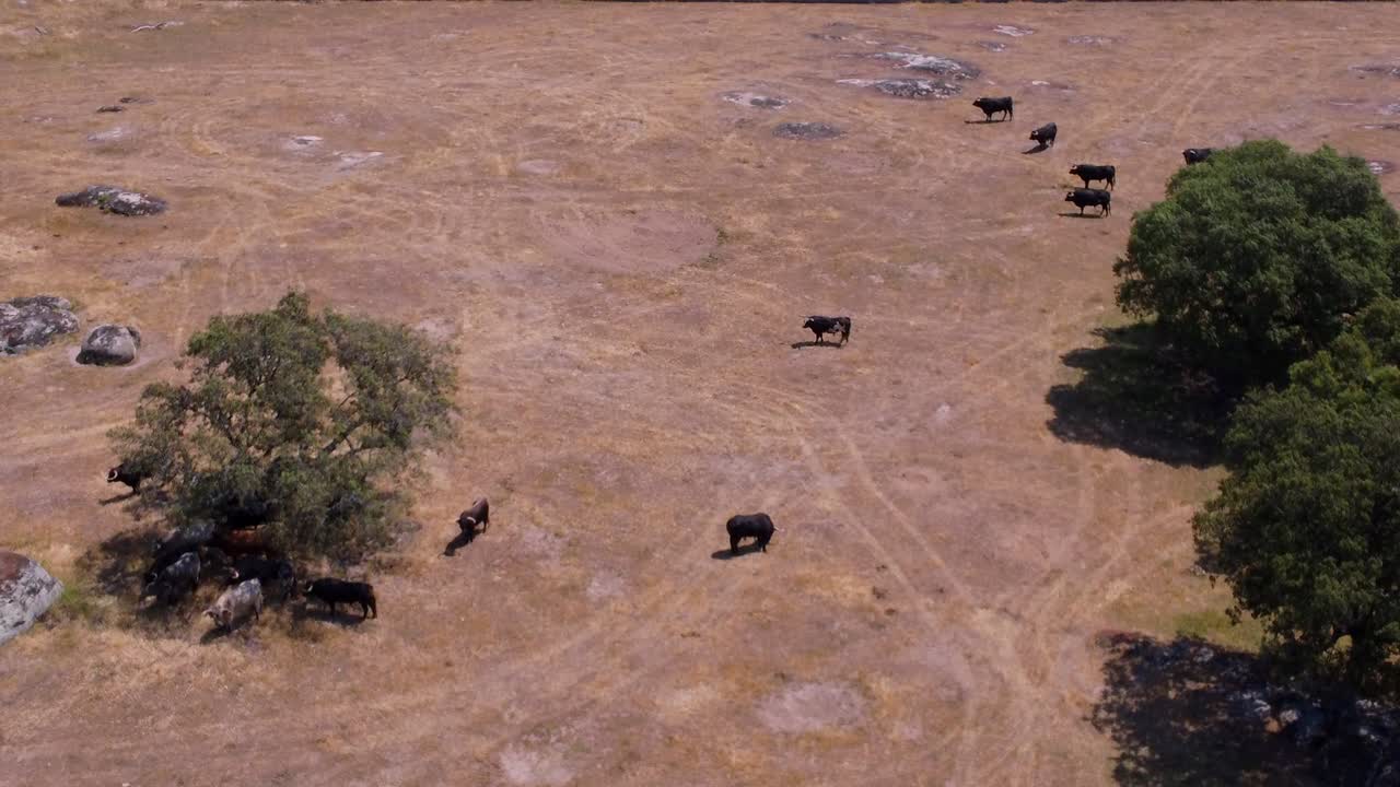 공중에서 본 황소 농장
