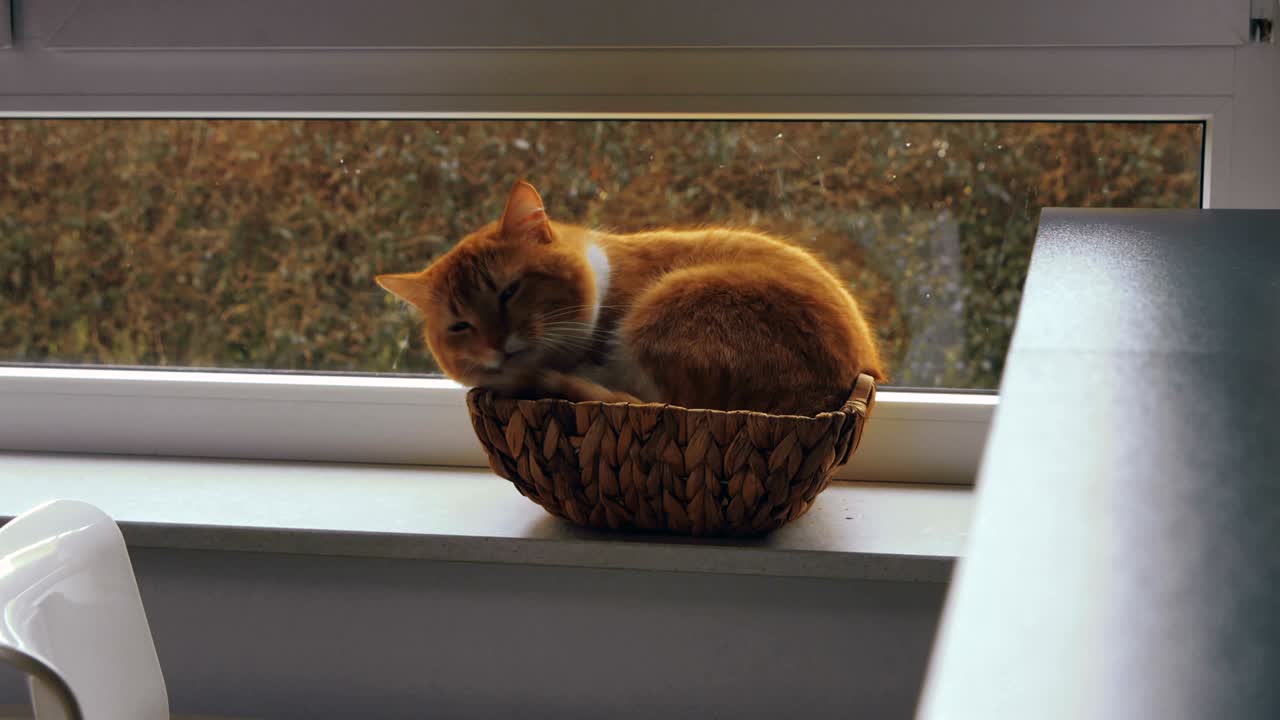 Cat Sitting Inside a Small Wicker Basket by a Window 2