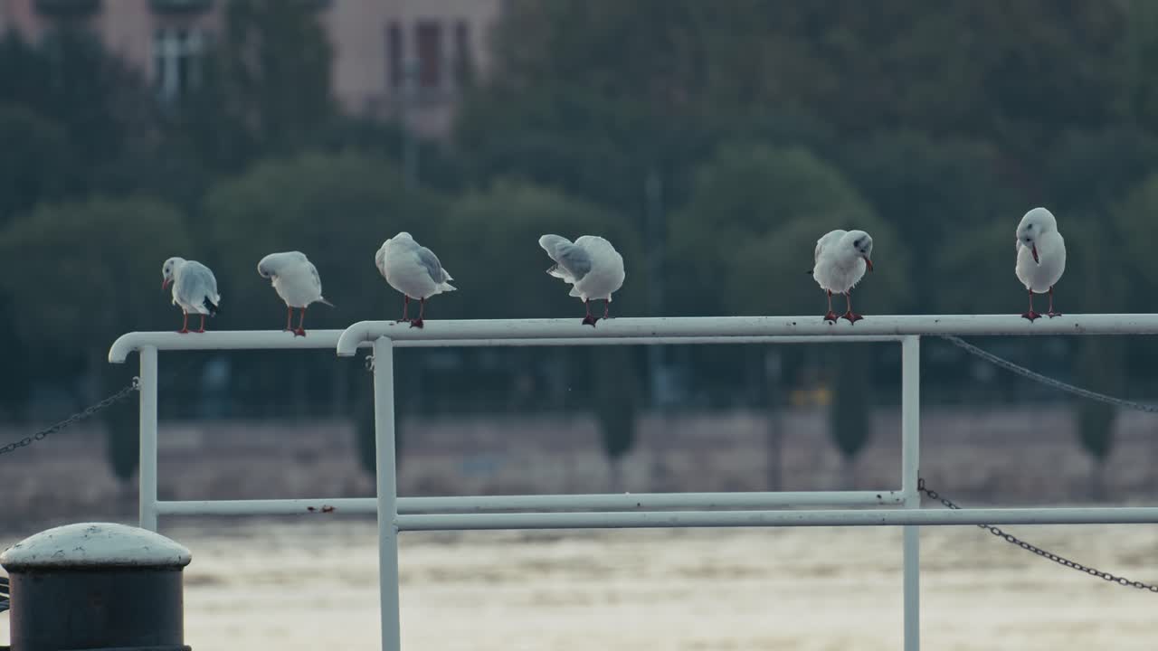Seagulls perched on a railing by the river