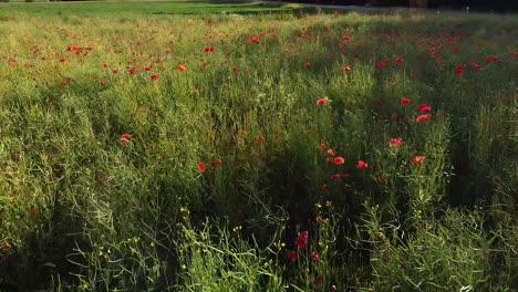 Beautiful-poppy-flowers-in-green-meadow,-aerial-view