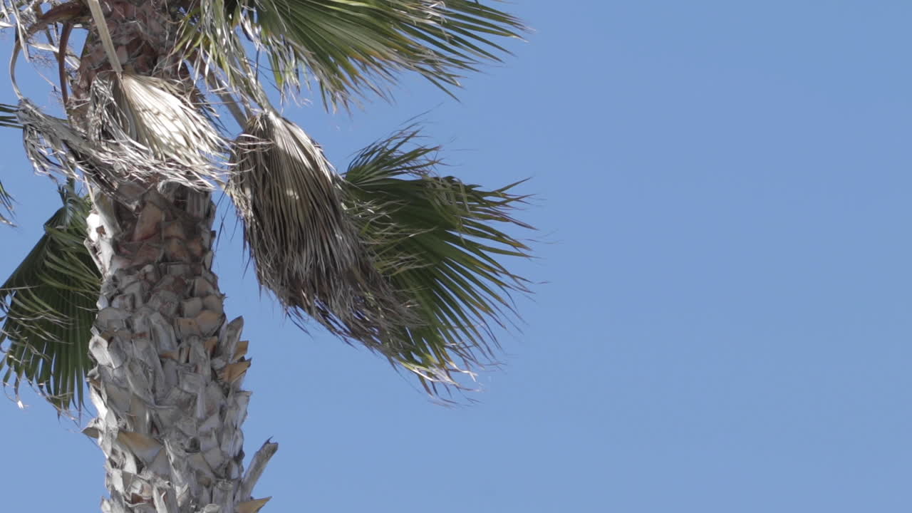 palmera a cámara lenta en un día soleado