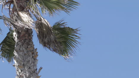 slow motion palm tree on a sunny day