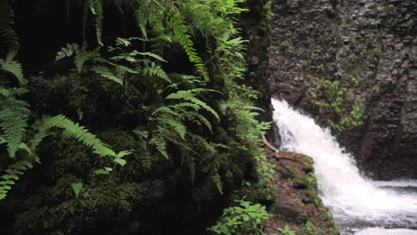 camera move on small waterfall with cliff ferns