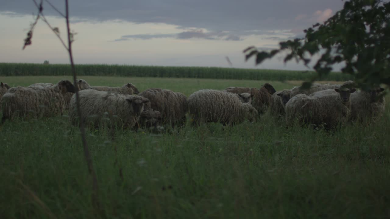 들판 에서 풀 을 먹는 양