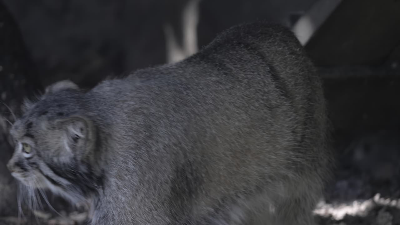 팔라스 고양이 (otokolobus manul) 는 길고 두꺼운 희미한 회색 털을 가진 작은 야생 고양이이며 머리의 에 둥근 귀가 낮습니다.