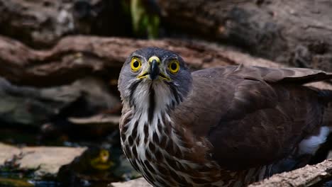 the crested goshawk is one of the most common birds of prey in asia and belonging to the same family of eagles, harriers