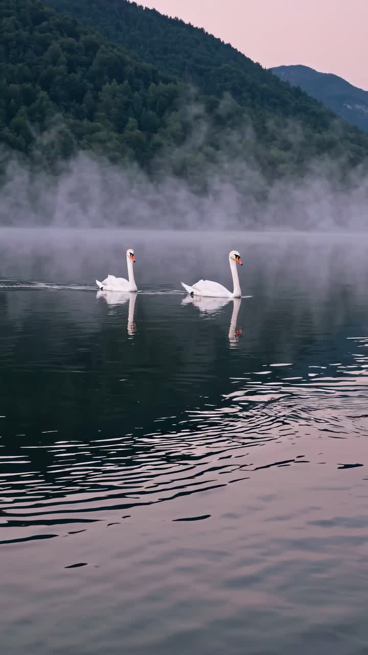 Serene video of two swans gliding on a misty lake at dawn, captured from a low angle