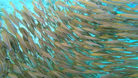 Erstaunliche-Unterwasserwelt-Des-Tropischen-Meeres