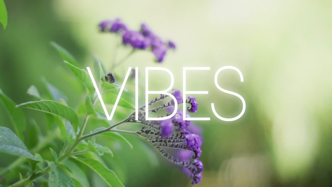 Animation of vibes text over purple flowers