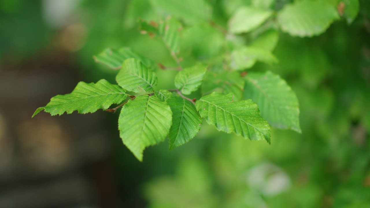 primavera de los bosques