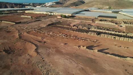 Aerial-tracking-in-orbit-over-a-flock-of-sheep-and-goats-that-run-through-a-desert-landscape-during-the-sunset