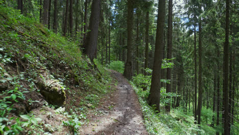 empty dirt road in the wilderness mountain hike at slovakia carpathians