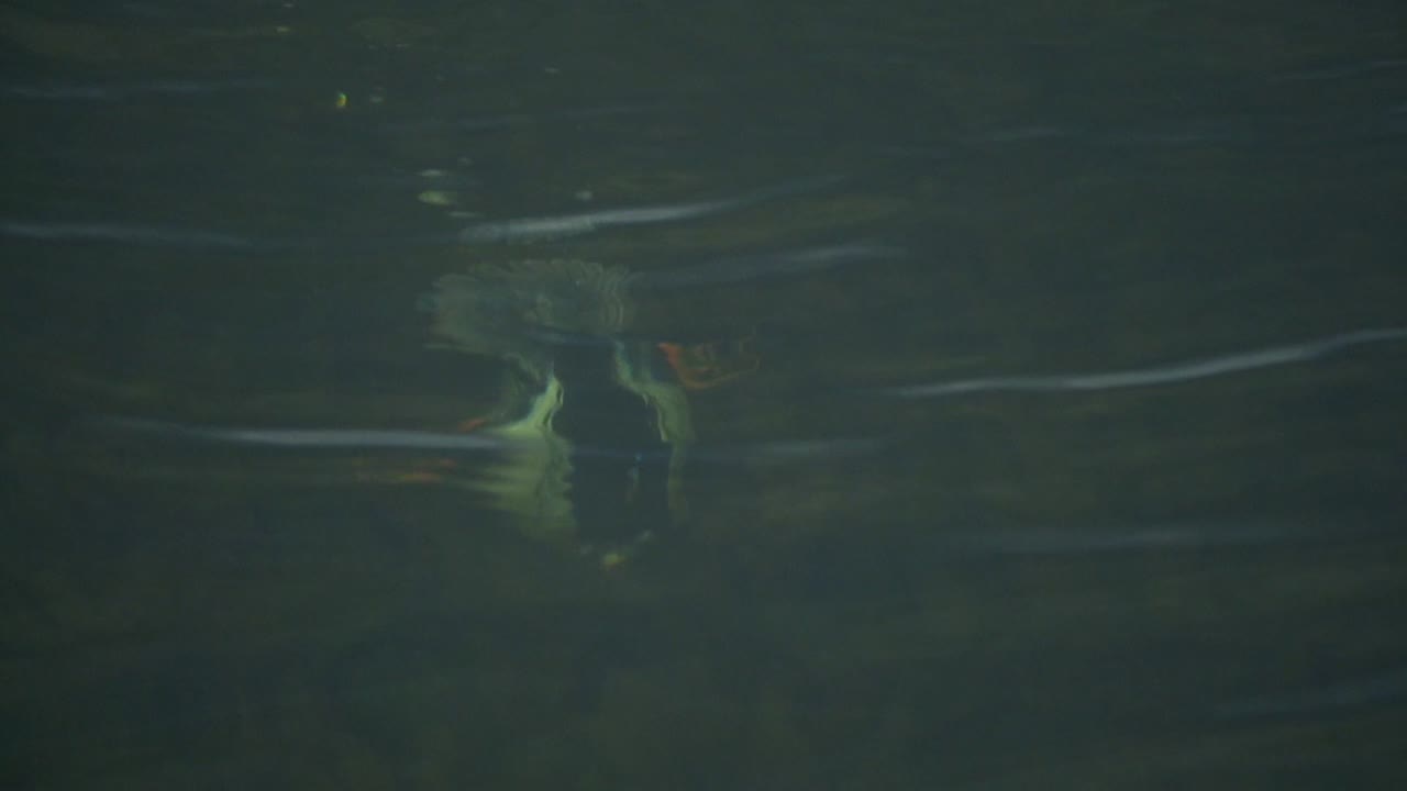 Common Goldeneye dives and swims under water