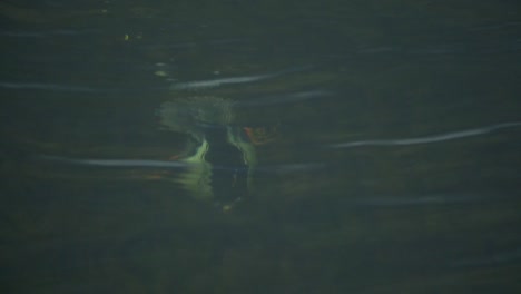 El-Ojo-Dorado-Común-Se-Zambulle-Y-Nada-Bajo-El-Agua.