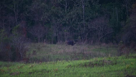 Visto-Desde-Atrás-Balanceando-La-Cola-Mientras-Pasta-Y-Luego-Mira-Hacia-La-Derecha,-Gaur-Bos-Gaurus,-Tailandia