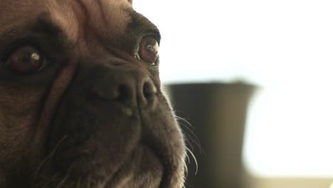 pug dog's face with soulful eyes, indoor, soft lighting, close-up