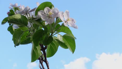 apple tree branch in blossom against a blue sky