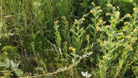 bees visit fiddleneck fern flowers, apache wash, trailhead, sonoran preserve, phoenix, arizona.