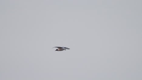 bird soaring in the sky, wings spread wide, flying with grace and freedom