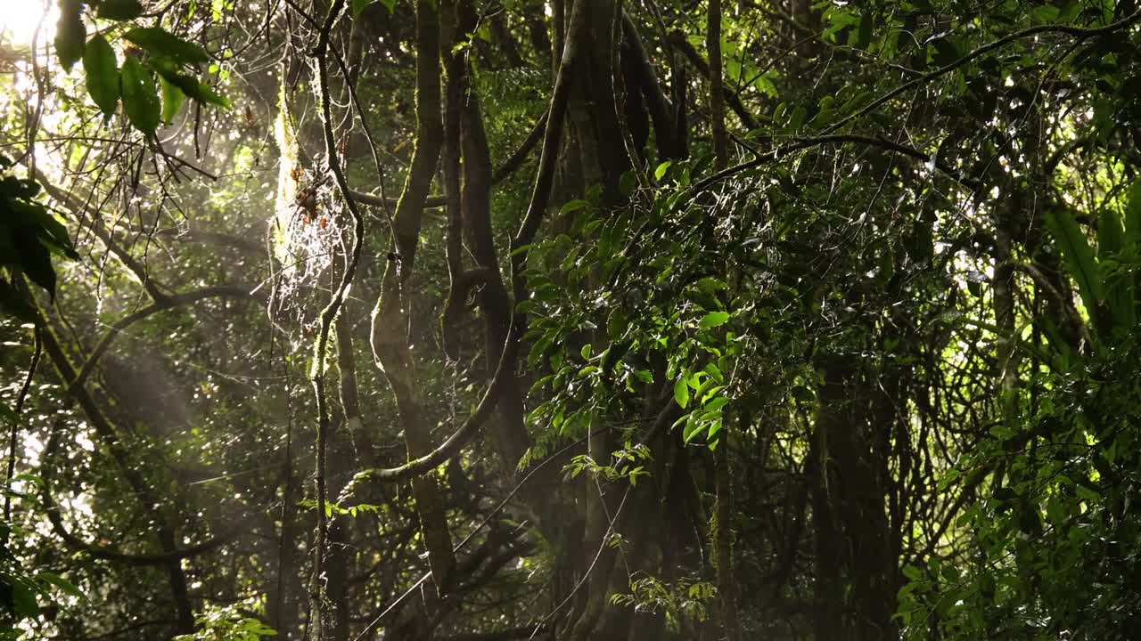 Sunbeams highlight a delicate spider web amidst dense forest foliage, creating a serene and mystical atmosphere.