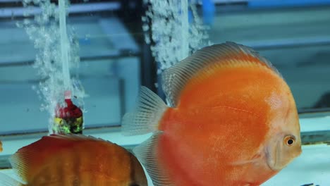 discus fish in aquarium