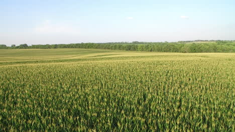 Kansas-cornfield-aerial