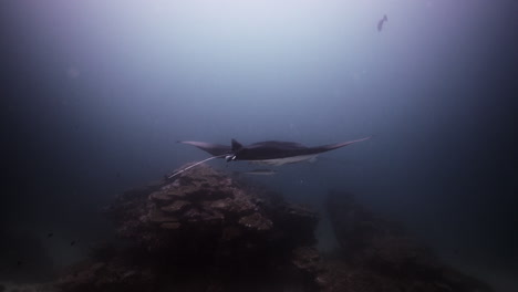 Manta-ray-on-a-coral-reef-cleaning-station