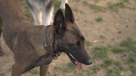 Perro-Descansando,-Jugando,-Corriendo-En-El-Parque