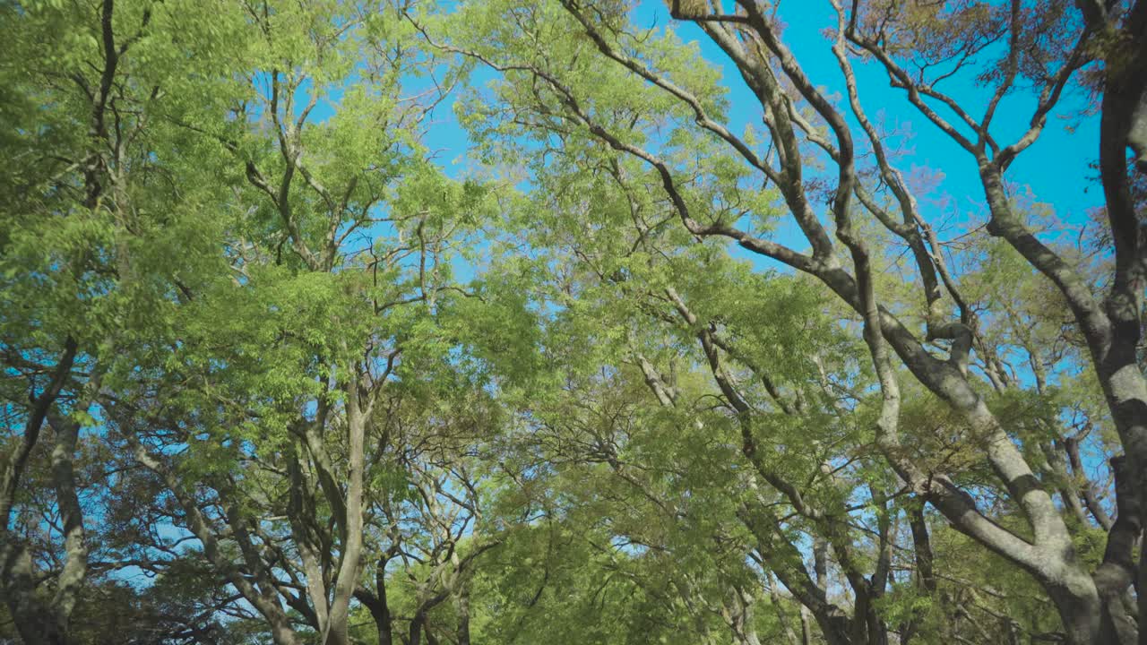 viajando detrás de los árboles