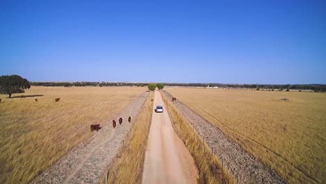 disparo de drone de un automóvil plateado conduciendo en una pista polvorienta en la mancha en españa, hora de verano, medio día, sol