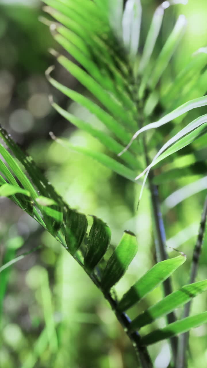 Lush greenery thrives in a vibrant forest habitat during sunny daytime hours