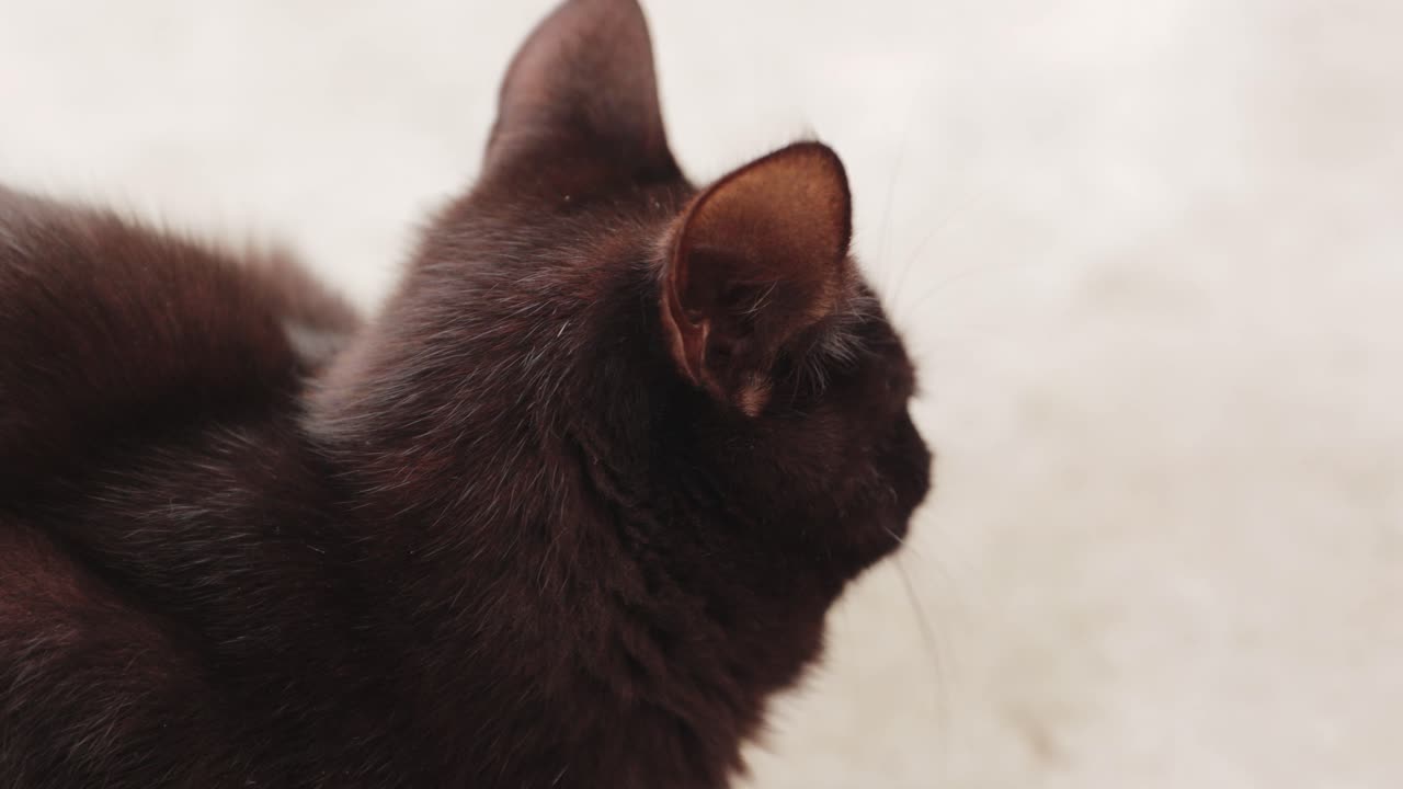 retrato de un gato doméstico negro peludo