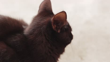 portrait of a furry black domestic cat