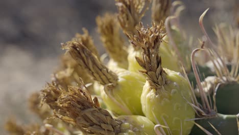 Diferentes-Tipos-De-Hormigas-Trabajando-En-Frutos-De-Cactus-De-Barril-De-Anzuelo