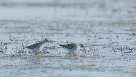 Common greenshank feeding in wetlands flooded meadow during spring migration