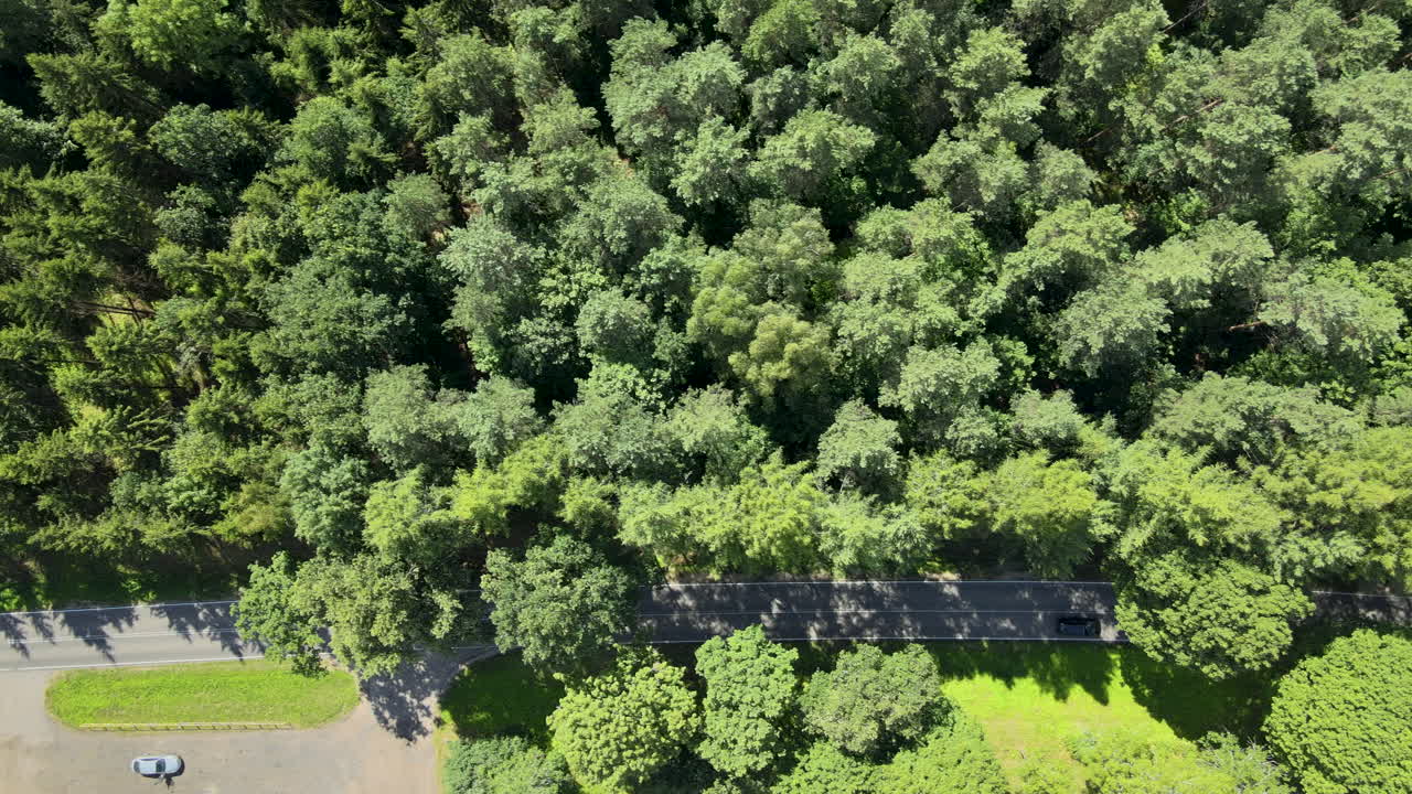 vehicles crossing a two lane narrow asphalted road among pinetree forest