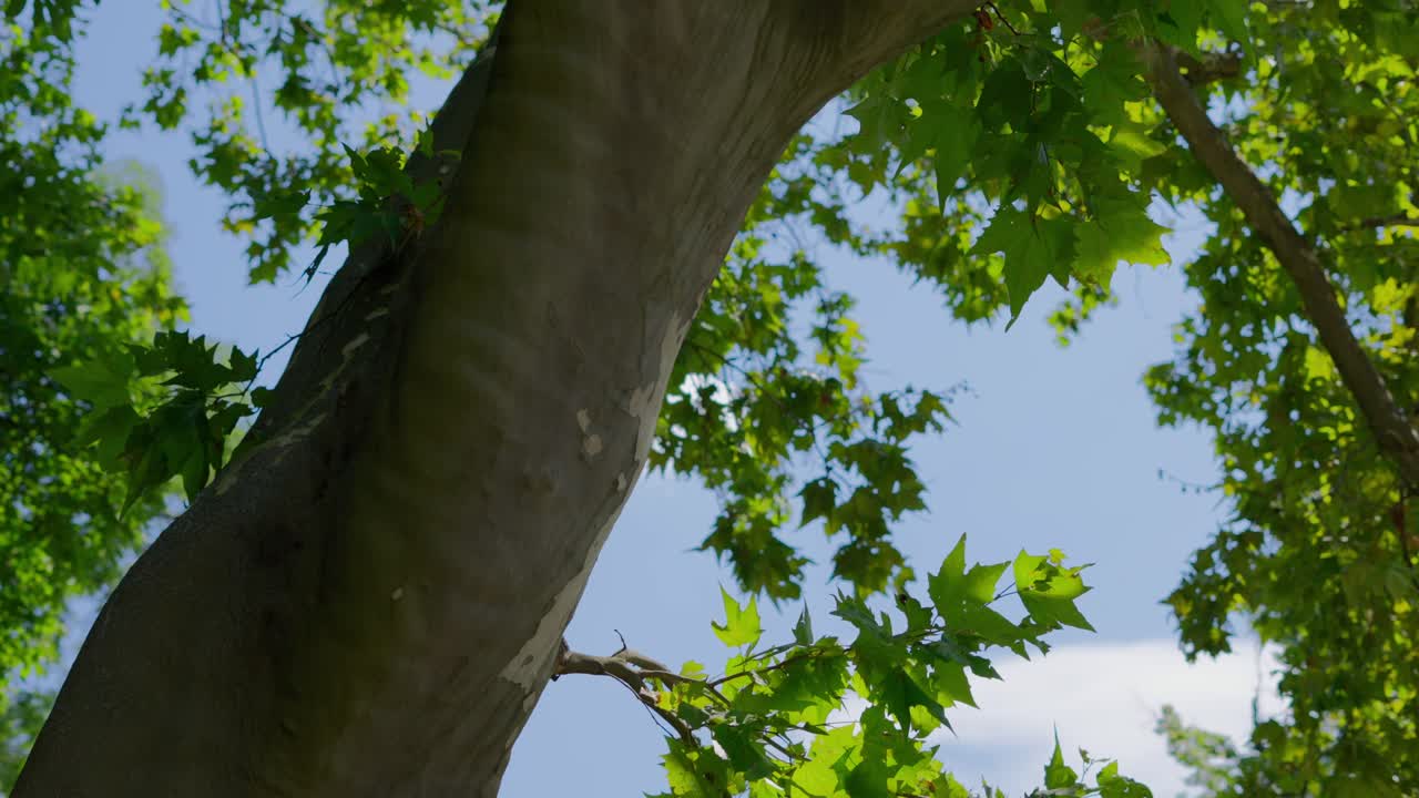 Cinematic Tilt up of a Plane Tree in the T&uuml;rkenschanzpark in Vienna during a sunny day in slow motion