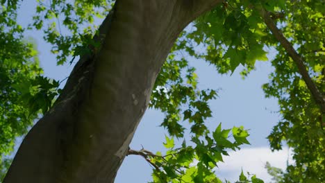 cinematic tilt up of a plane tree in the türkenschanzpark in vienna during a sunny day in slow motion