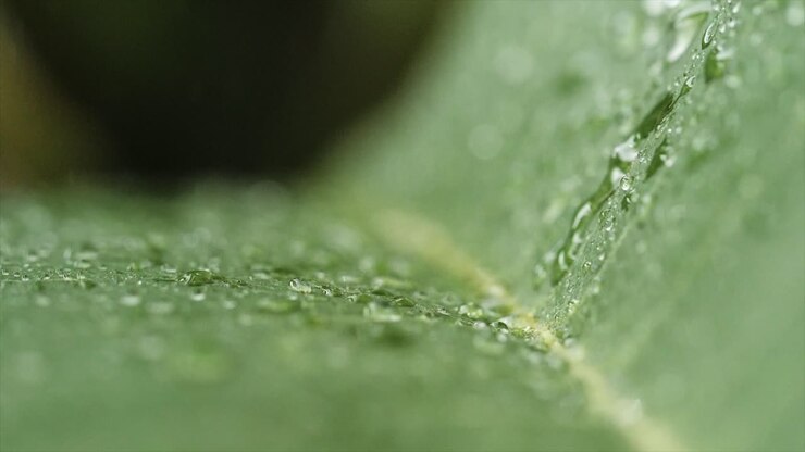 Gocce di pioggia sulla foglia in macro slow motion