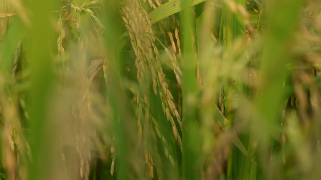 Quando il riso matura, l'intero campo agricolo diventa giallo. Ecco perché il riso è chiamato la 'coltura d'oro'